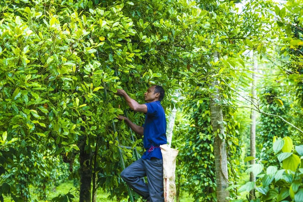 Cloves Whole - Nivartana - 