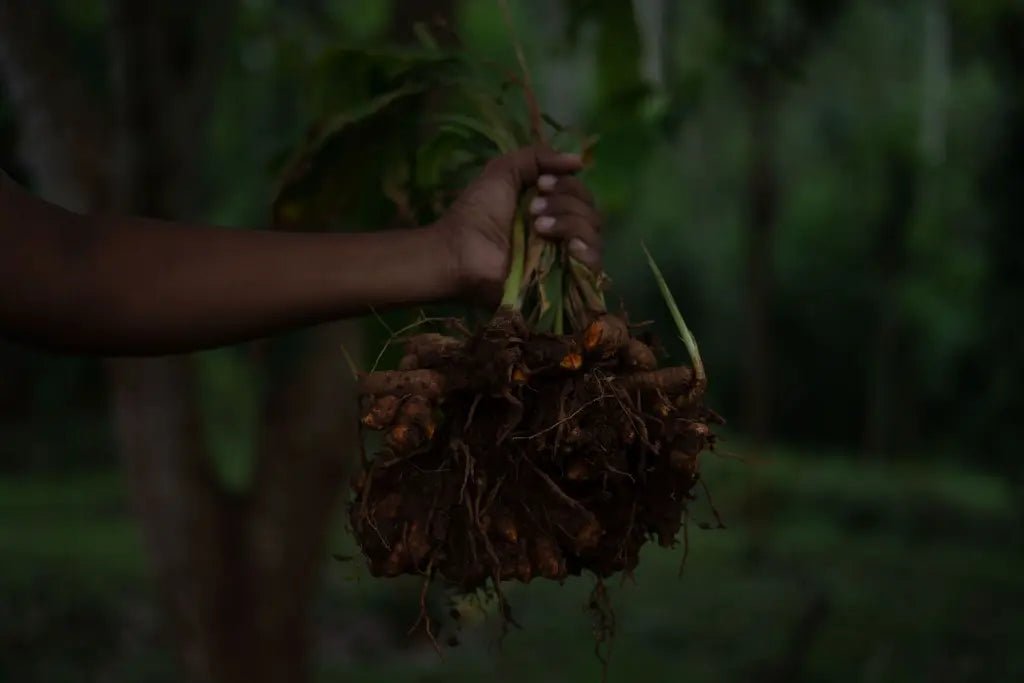 Ceylon Curcuma Powder - Nivartana - Gewurze