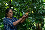 Nutmeg Whole ( With Shell) - Nivartana - 