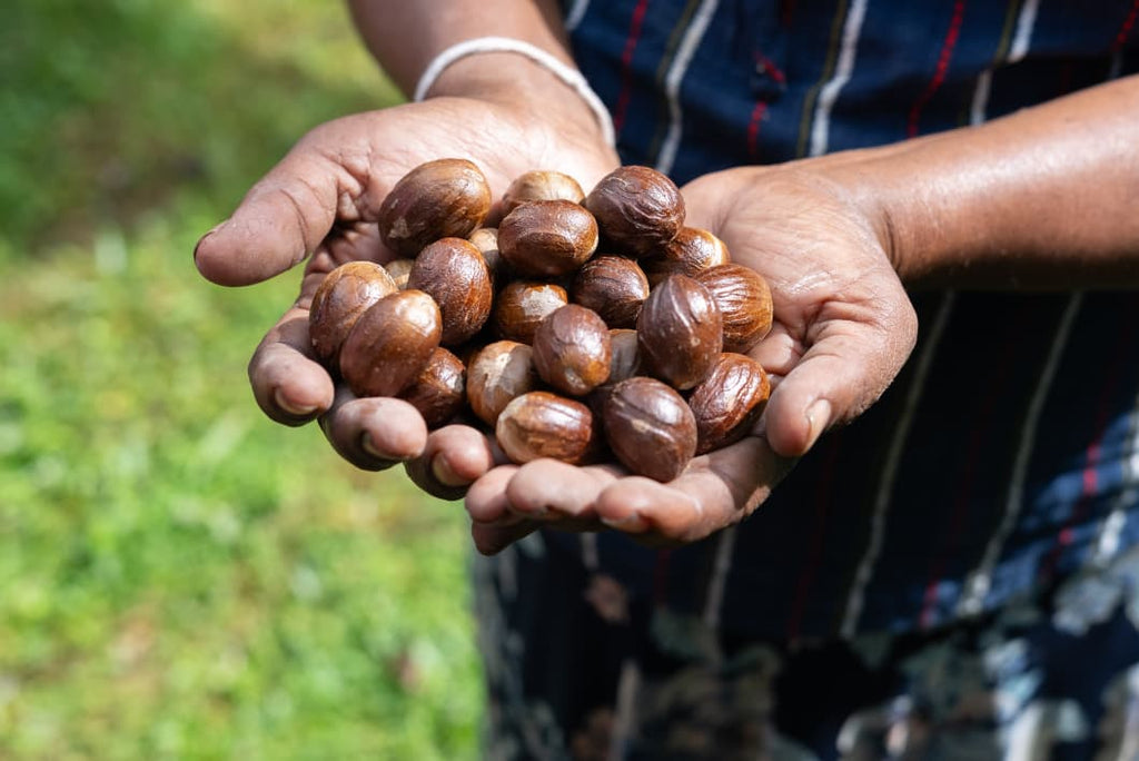 Nutmeg Whole ( With Shell) - Nivartana - 