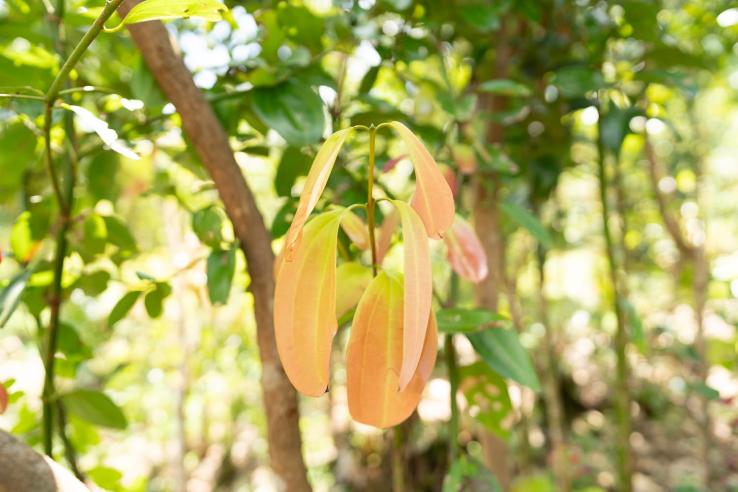 Ceylon Cinnamon Sticks - Nivartana - Spices