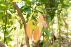 Ceylon Cinnamon Powder - Nivartana - Spice Mixtures