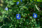 Blue Butterfly Pea Powder - Nivartana - Kräuter